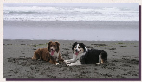 Bonza's It Hasta Be Shasta and Bonza's Living in Twilight at the beach.