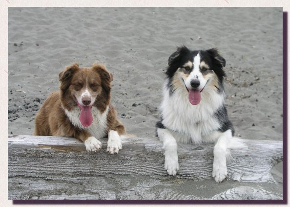Shasta and Jessie at the beach
